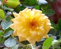 'Center Gold ™' rose photo