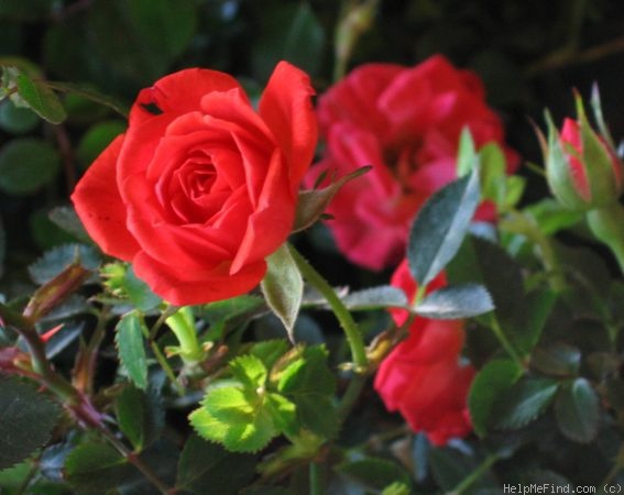 'Bambino ™ (miniature, Saville 1997)' rose photo