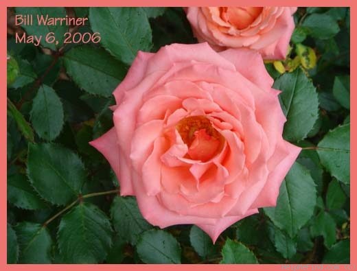 'Bill Warriner ™' rose photo