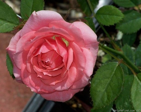 'Sonia Sunblaze ®' rose photo