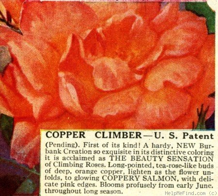 'Copper Climber' rose photo
