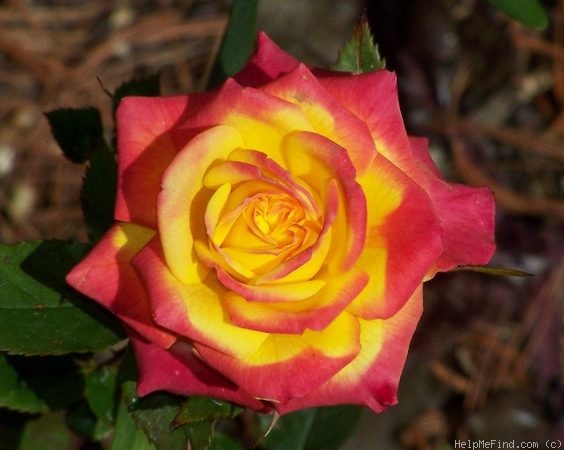 'Rainbow Sunblaze ®' rose photo