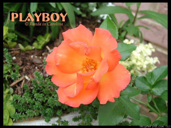 'Playboy ®' rose photo