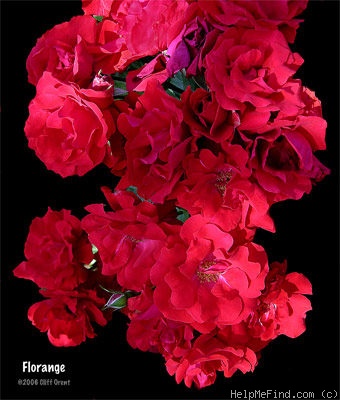 'Florange' rose photo
