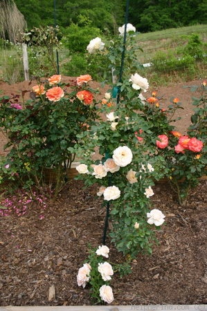 'Sans Souci ® (floribunda, Barni, 1995)' rose photo