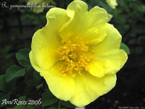 '<i>Rosa pimpinellifolia</i> 'lutea'' rose photo