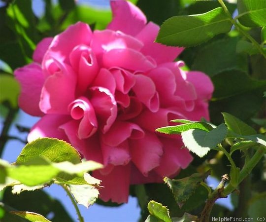 'Mrs. Norman Watson' rose photo