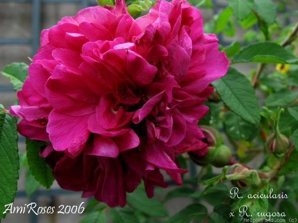 '<i>Rosa acicularis</i> x <i>Rosa rugosa</i>' rose photo