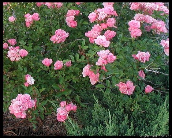 'Madison (Groundcover, Poulsen, 1999)' rose photo