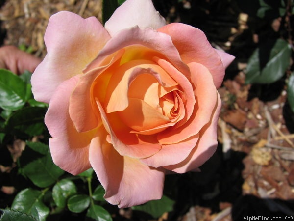 'Alpine Sunset ®' rose photo