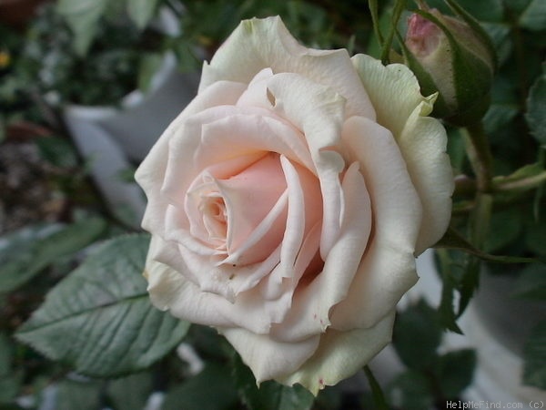 'Claudia (miniature, Poulsen, 2000)' rose photo