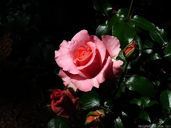 'Paris d'Yves St. Laurent' rose photo