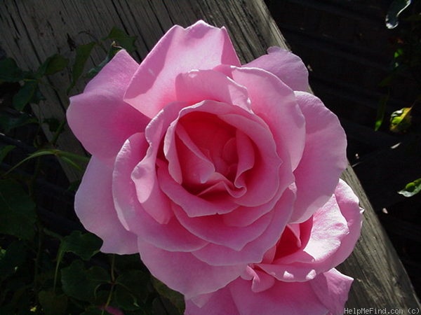 'Bewitched (hybrid tea, Lammerts, 1967)' rose photo