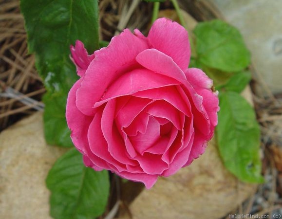 'Pink Favourite' rose photo