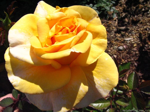 'Halloween' rose photo