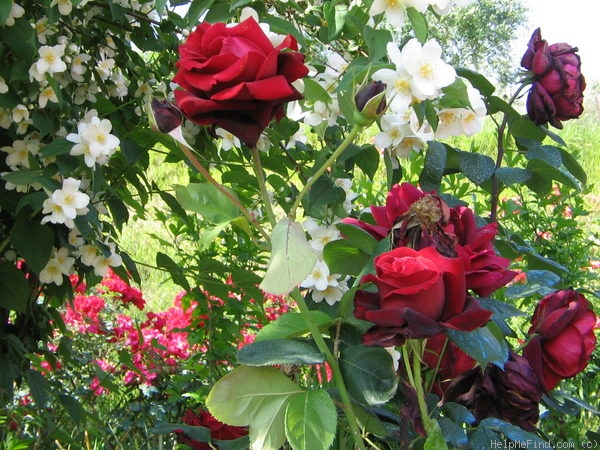 'Magia Nera  ®' rose photo