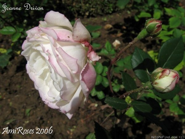 'Jeanne Drivon' rose photo