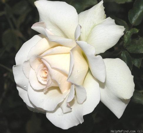 'Foster's Wellington Cup' rose photo