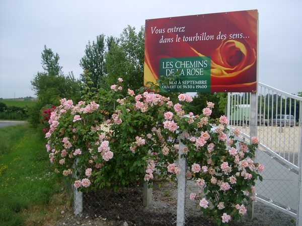 'Les Chemins de la Rose'  photo