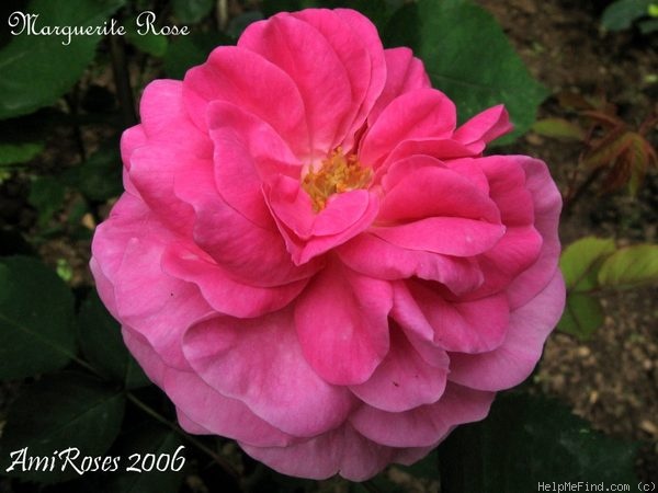 'Marguerite Rose (polyantha, Robichon, 1904)' rose photo