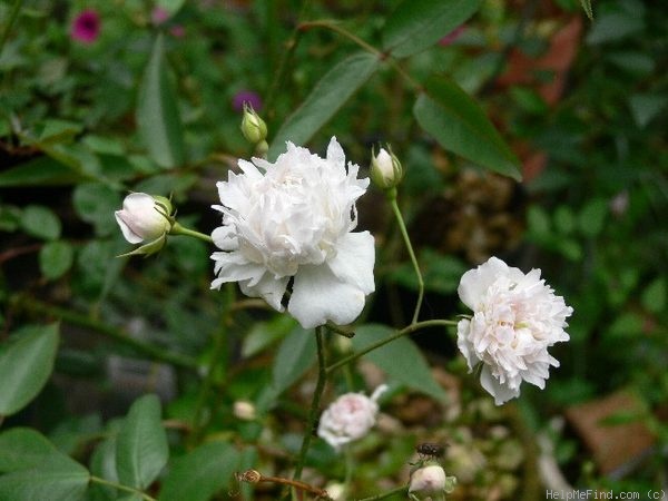 '<i>Rosa anemoniflora</i> Fortune ex Lindl.' rose photo