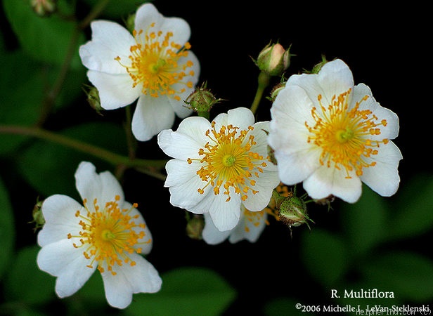 '<i>Rosa multiflora</i> Thunb.' rose photo