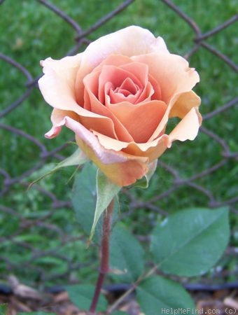 'Irish Crème (Hybrid Tea, Perry, 1999)' rose photo