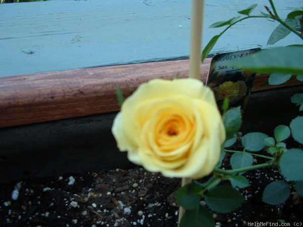 'Sun Sprinkles ™' rose photo