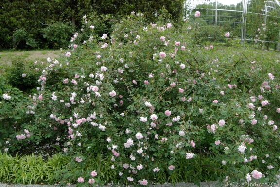 'Blush Boursault' rose photo