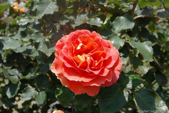 'Brass Band ™' rose photo