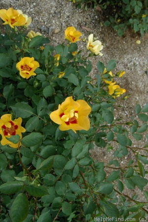 'CHEWtingle' rose photo
