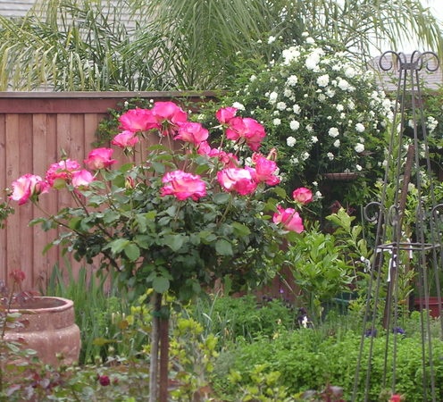 'All Things Roses - Dove's California Garden'  photo