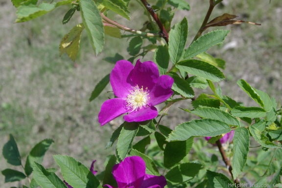 '<i>Rosa banksiopsis</i> Baker' rose photo