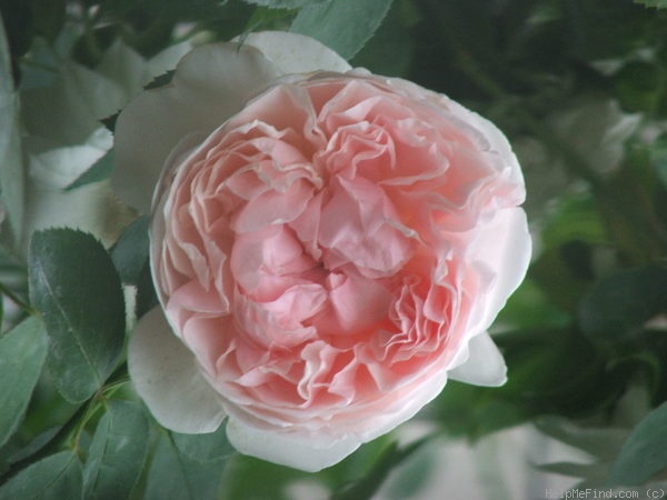 'Saint Swithun' rose photo