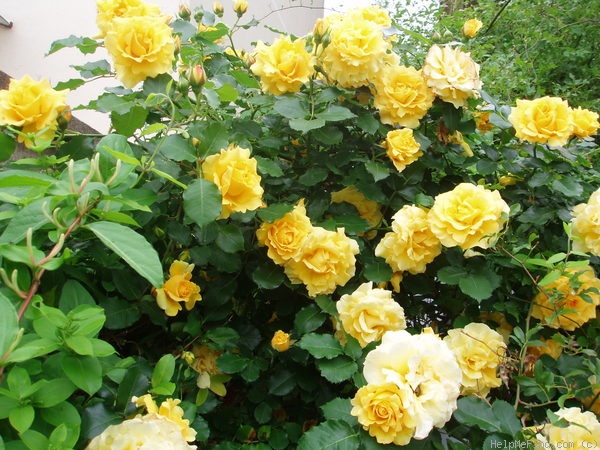 'Rimosa ®, Cl.' rose photo