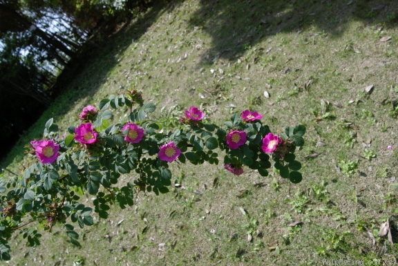 '<i>Rosa forrestiana</i> Boulenger' rose photo