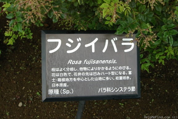 '<I>Rosa fujisanensis</I> Makino' rose photo