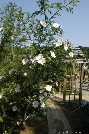 '<i>Rosa hirtula</i> (Regel) Nakai' rose photo