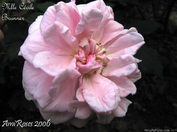 'Mademoiselle Cécile Brünner' rose photo