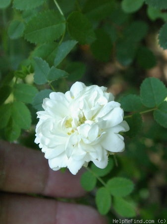 '<i>Rosa</i> x <i>pimpinellifolia</i> 'Double White'' rose photo