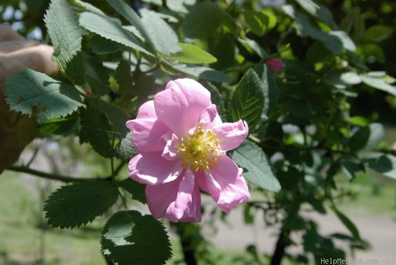 '<i>Rosa pomifera</i> Herrm. synonym' rose photo