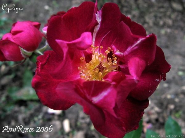 'Cyclope' rose photo