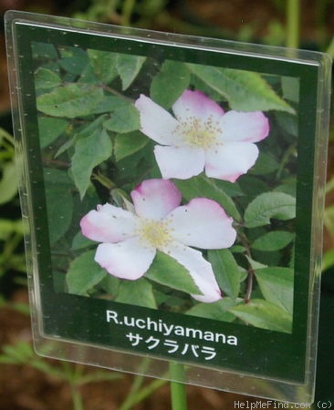 '<i>Rosa multiflora</i> var. <i>cathayensis</i> Rehder & E. H. Wilson' rose photo