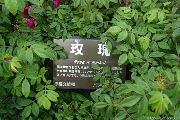 '<i>Rosa</i> x <i>maikai</i>' rose photo