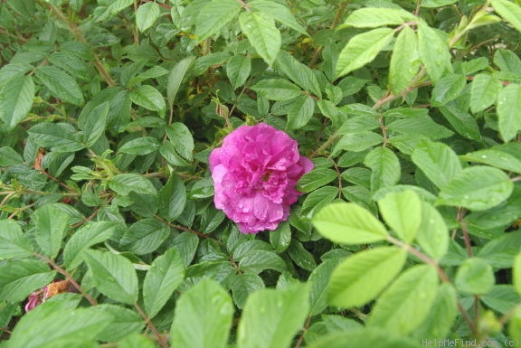 '<i>Rosa</i> x <i>maikai</i>' rose photo