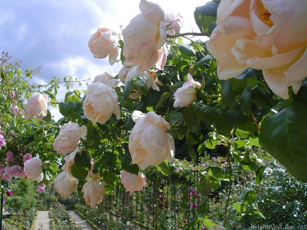 'Lorenzo Pahissa' rose photo
