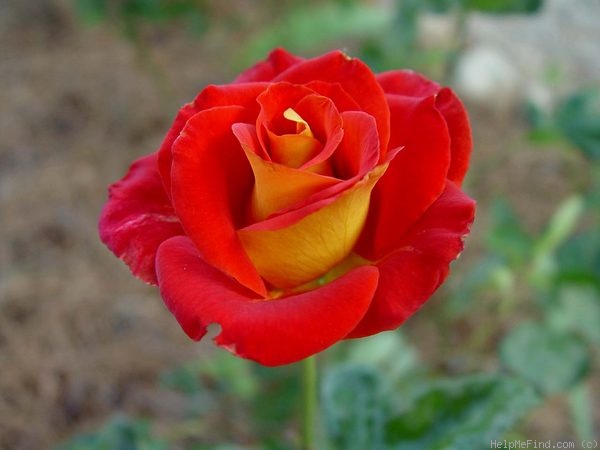 'Novelty ™' rose photo
