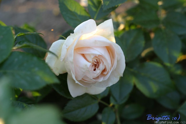 'Lions-Rose ®' rose photo