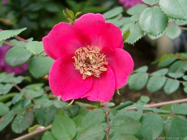 '<i>Rosa moyesii</i> var. <i>fargesii</i> Rolfe' rose photo