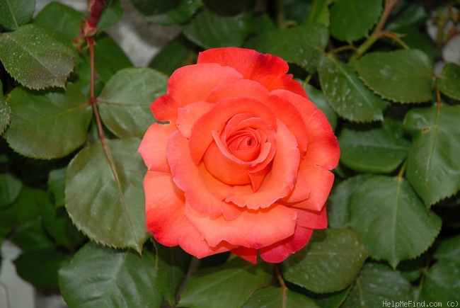 'Christophe Colomb, Cl.' rose photo